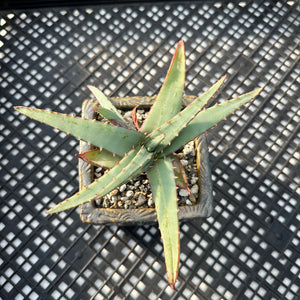Aloe suprafoliata “Mustache Aloe” Variegated