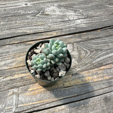 Load image into Gallery viewer, Echeveria ‘Crown Ball’