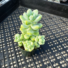 Load image into Gallery viewer, Sedum treleasei