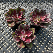 Load image into Gallery viewer, Echeveria nodulosa ‘Benitsukasa’