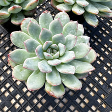 Load image into Gallery viewer, Echeveria ‘Pink Edge’