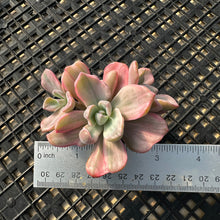 Load image into Gallery viewer, Graptoveria Variegated ‘Mrs Richards’