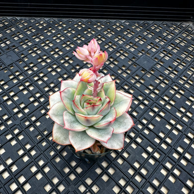 Echeveria ‘Esther’ Variegated