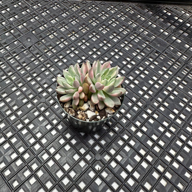 Echeveria ‘Green Emerald’ Variegated