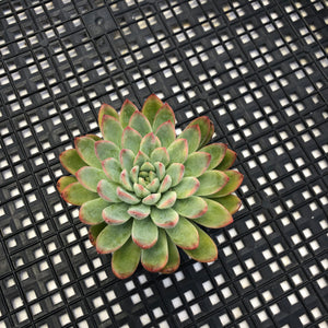 Echeveria ‘Mars’