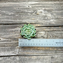 Load image into Gallery viewer, Echeveria ‘Marisa’