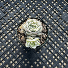 Load image into Gallery viewer, Echeveria Agavoides ‘Tinkerbell’ variegated
