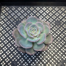 Load image into Gallery viewer, Echeveria cv ‘Camily’