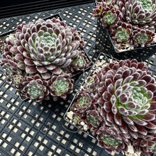 Load image into Gallery viewer, Sempervivum ‘Pacific Plum Fuzzy’