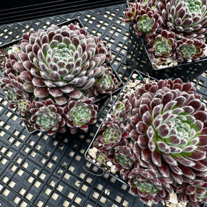 Sempervivum ‘Pacific Plum Fuzzy’