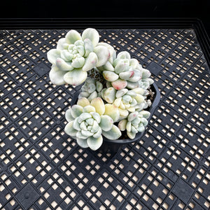 Sedum clavatum variegated
