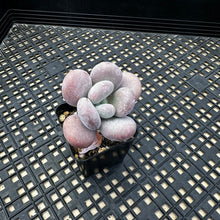 Load image into Gallery viewer, Pachyphytum Oviferum cv. Mombuin