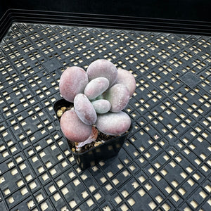 Pachyphytum Oviferum cv. Mombuin