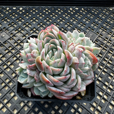 Echeveria ‘Primera’