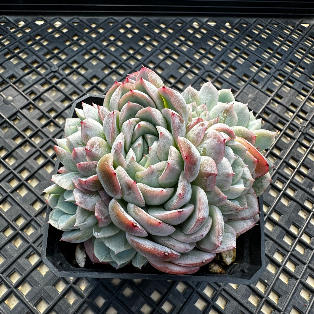 Echeveria ‘Primera’