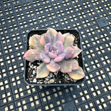 Load image into Gallery viewer, Graptoveria ‘Debbie’ Variegated