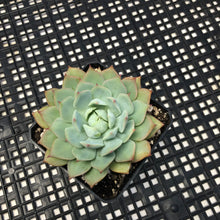 Load image into Gallery viewer, Echeveria ‘Prism’