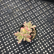 Load image into Gallery viewer, Echeveria ‘Minibelle’ Variegated