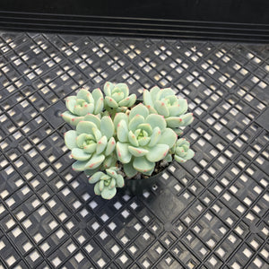 Sedeveria ‘Pudgy’