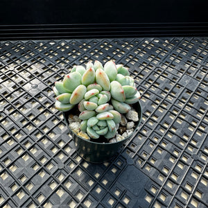 Sedeveria ‘Pudgy’