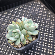 Load image into Gallery viewer, Echeveria ‘Blue Swallow’