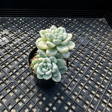 Sedum Clavatum