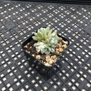 Echeveria Agavoides ‘Tinkerbell’ variegated
