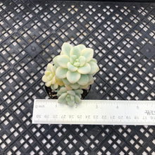 Load image into Gallery viewer, Sedum clavatum variegated