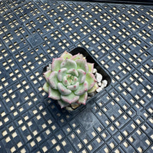 Load image into Gallery viewer, Echeveria ‘Arje’