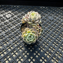 Load image into Gallery viewer, Echeveria Agavoides ‘Tinkerbell’ variegated