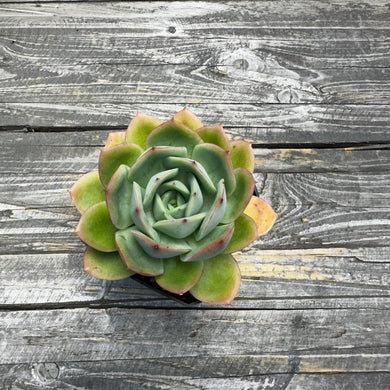 Echeveria ‘Lemon Tree’