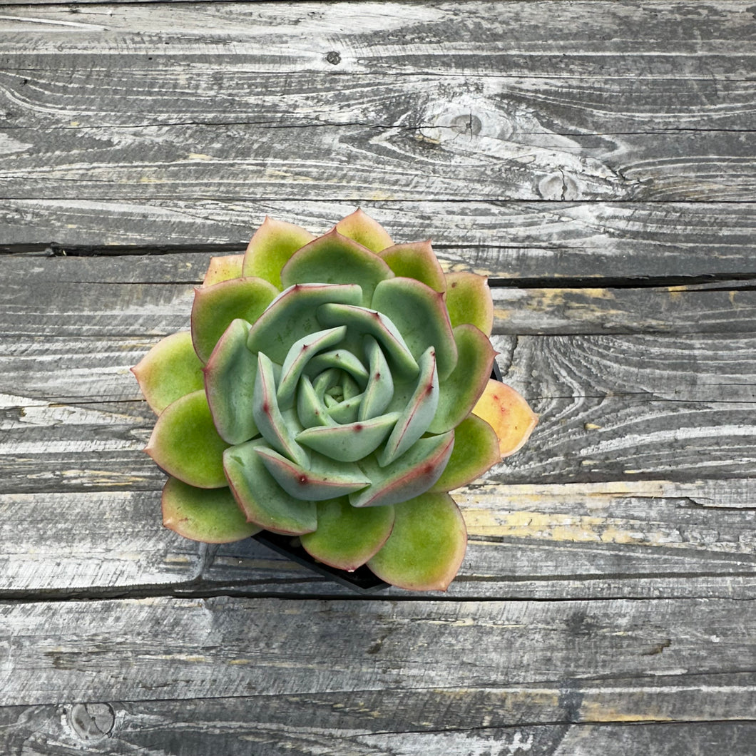 Echeveria ‘Lemon Tree’