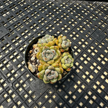 Load image into Gallery viewer, Echeveria Agavoides ‘Tinkerbell’