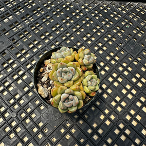 Echeveria Agavoides ‘Tinkerbell’