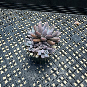 Echeveria ‘Sugar Jelly’