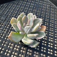 Load image into Gallery viewer, Pachyveria Pachyphytoides Variegated