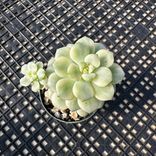 Load image into Gallery viewer, Echeveria ‘Tango’ Variegated