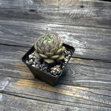 Load image into Gallery viewer, Echeveria Porima