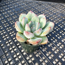 Load image into Gallery viewer, Echeveria ‘Chubby Lips’