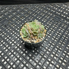 Load image into Gallery viewer, Echeveria cv ‘Onslow’