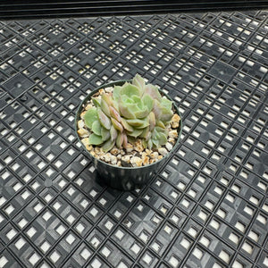 Echeveria cv ‘Onslow’