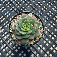 Load image into Gallery viewer, Echeveria ‘Sugar Baby’