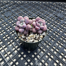 Load image into Gallery viewer, Pachyveria ‘Polari Heart’