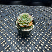 Load image into Gallery viewer, Echeveria ‘Sugar Baby’