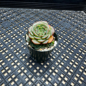 Echeveria ‘Sugar Baby’