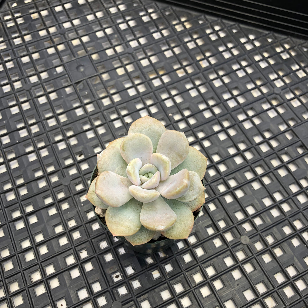Echeveria ‘Tiramisu’