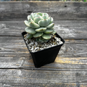 Sedeveria ‘Pudgy’ Variegated