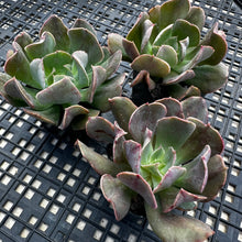 Load image into Gallery viewer, Echeveria ‘Dark Vader’