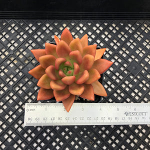 Graptoveria ‘Ruby Donna’