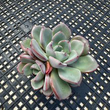 Load image into Gallery viewer, Echeveria ‘Misellosa’